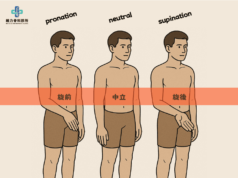 關節活動旋前與旋後示意圖