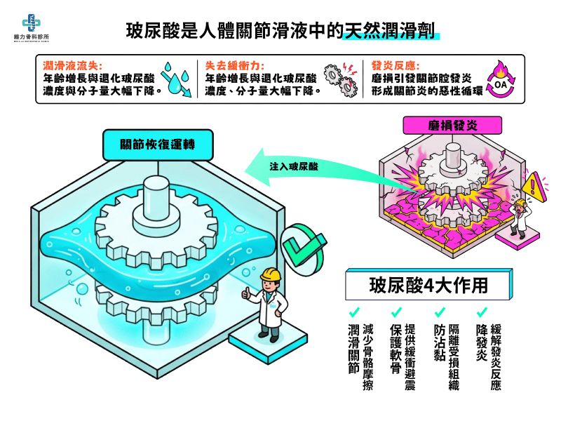 什麼是玻尿酸與玻尿酸作用