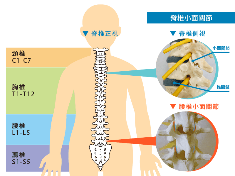 什麼是小面關節炎