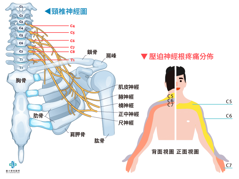 頸椎神經圖
