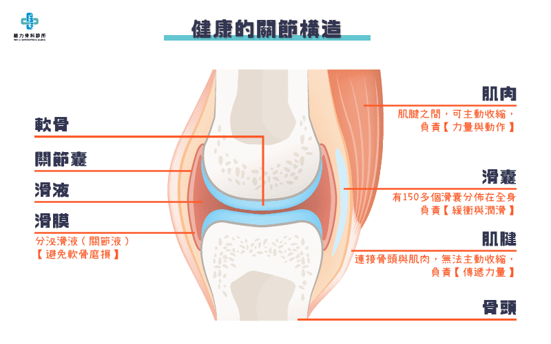 健康的關節構造