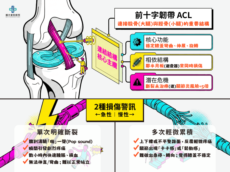 ACL功能與損傷警訊