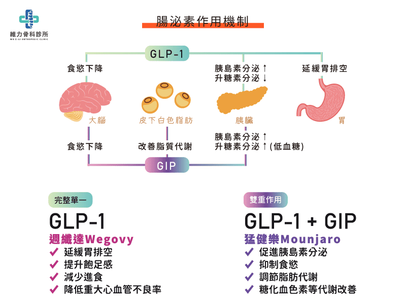 腸泌素作用機制