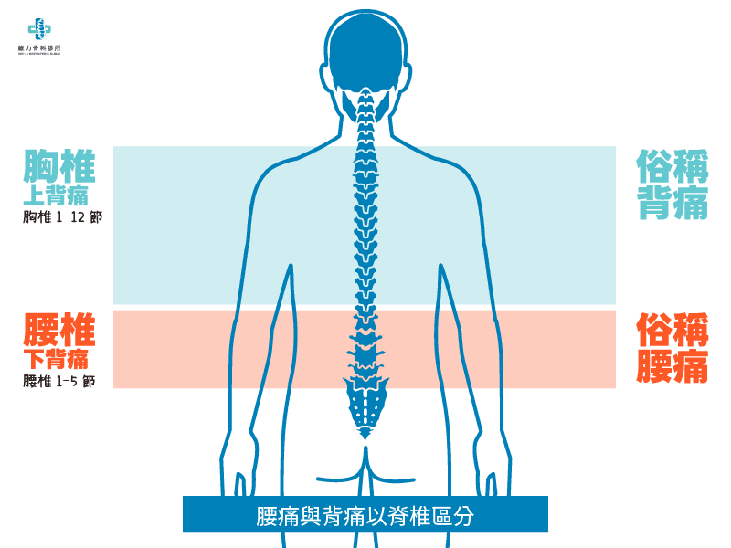 腰痛與背痛位置